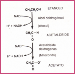 Degradazione dell'etanolo ad acetato