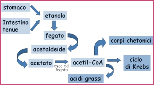 Vie della degradazione dell'etanolo